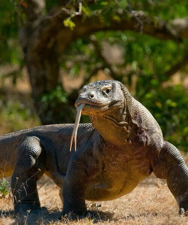 Komodo Tour 3 Hari 2 Malam